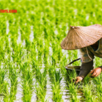 Petani Pahlawan Tanpa Jubah